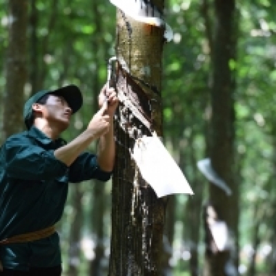 Tổng Công ty Cao su Đồng Nai tạo thu nhập ổn định cho gần 4.000 người lao động