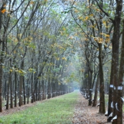 RTAJ đánh giá cao việc thực hiện EUDR tại Cao su Đồng Nai