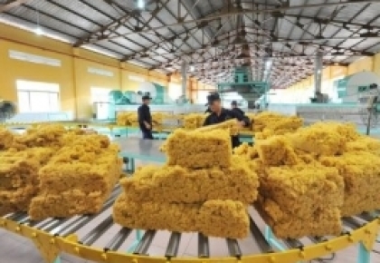 Hoạt động sản xuất ổn định đẩy giá cao su đồng loạt tăng 