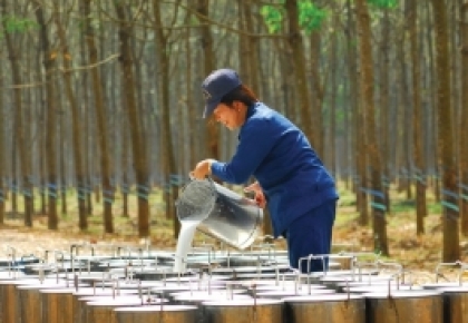 Giá cao su hôm nay 25/11: Cao su Nhật Bản bật tăng trước lo ngại nguồn cung khan hiếm 