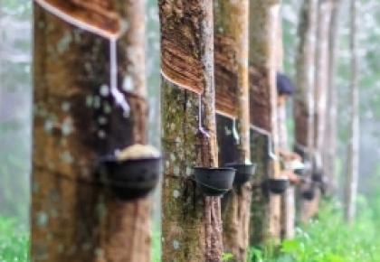 Tin tốt về vaccine COVID-19 giúp giá cao su giữ vững đà tăng