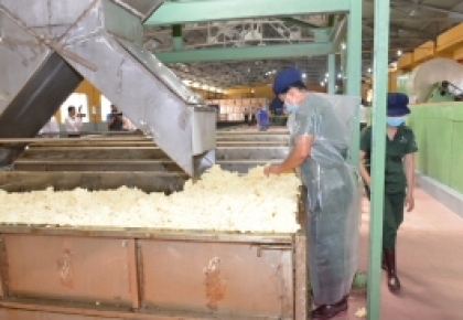 Xuất khẩu cao su sang Trung Quốc chiếm 65% tổng kim ngạch 