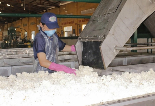 Nguy cơ thiếu hụt cao su toàn cầu trong năm 2025