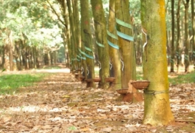 Cập nhật giá cao su hôm nay 29/10: Tiếp đà tăng mạnh 