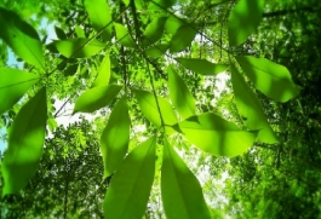 Doanh nghiệp khai thác cao su hưởng lợi từ giá tăng vọt 