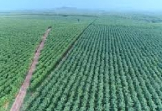 Giá cao su thiên nhiên tăng mạnh nhất trong vòng hơn 40 năm 