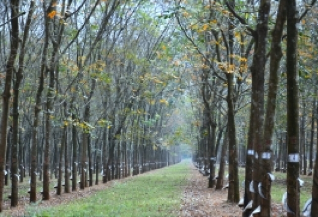 RTAJ đánh giá cao việc thực hiện EUDR tại Cao su Đồng Nai