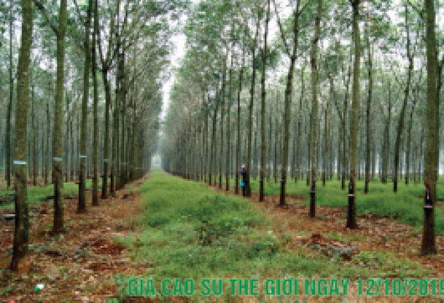 12-10-2019 - Cập nhật giá Cao su Thế giới