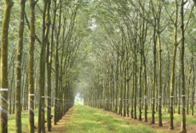 Tổng công ty cao su Đồng Nai: Tiên phong xây dựng hệ thống truy xuất nguồn gốc tuân thủ EUDR